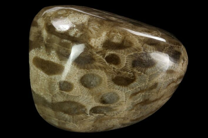 Polished Petoskey Stone (Fossil Coral) - Michigan #131045